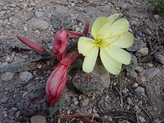 Oenothera xylocarpa