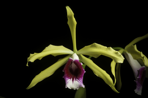 Grandis Cattleya