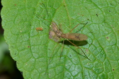 Amphineurus insulsus