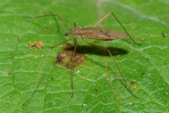 Amphineurus insulsus