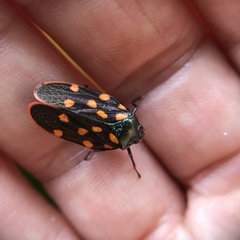 Mahanarva costaricensis