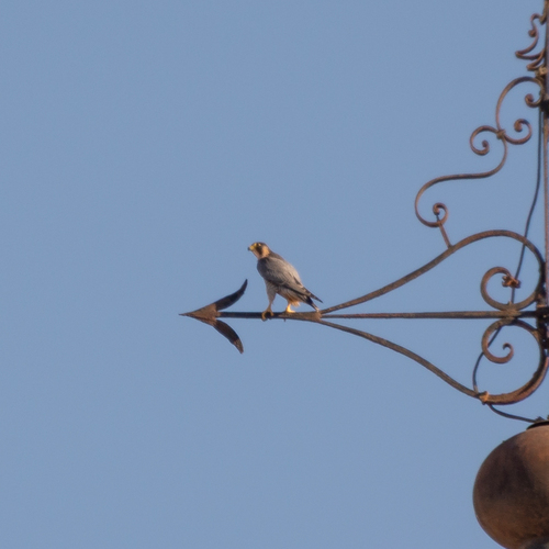 Avistamiento Halcón peregrino