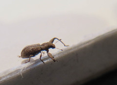 Pandeleteius defectus