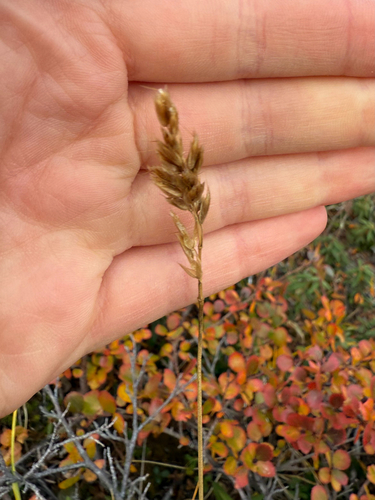 Alpine Sweetgrass (Anthoxanthum monticola)
