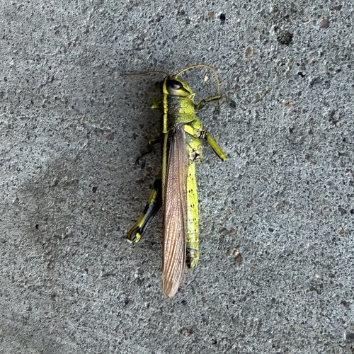 Obscure Bird Grasshopper