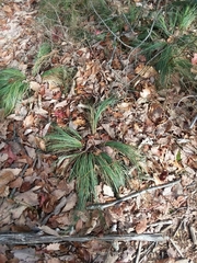 Xerophyllum asphodeloides