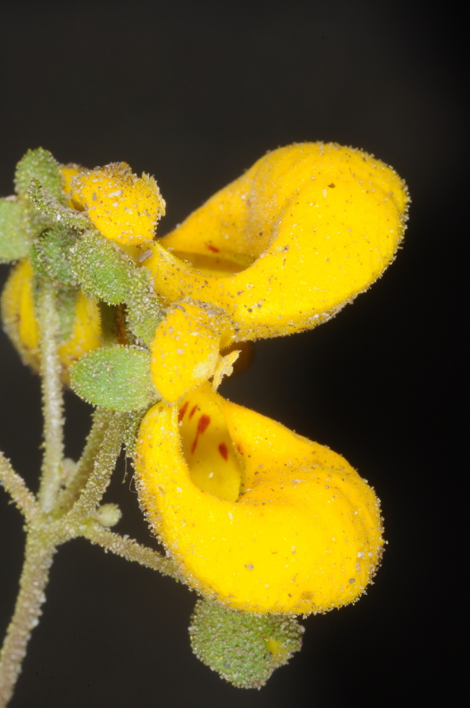 Calceolaria germainii