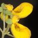Calceolaria germainii - Photo (c) aacocucci, algunos derechos reservados (CC BY-NC), subido por aacocucci