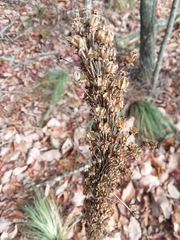 Xerophyllum asphodeloides