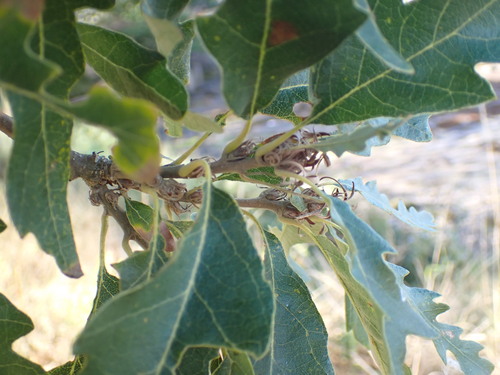 Turkey Oak