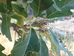 Thracian Oak (Quercus thracica)