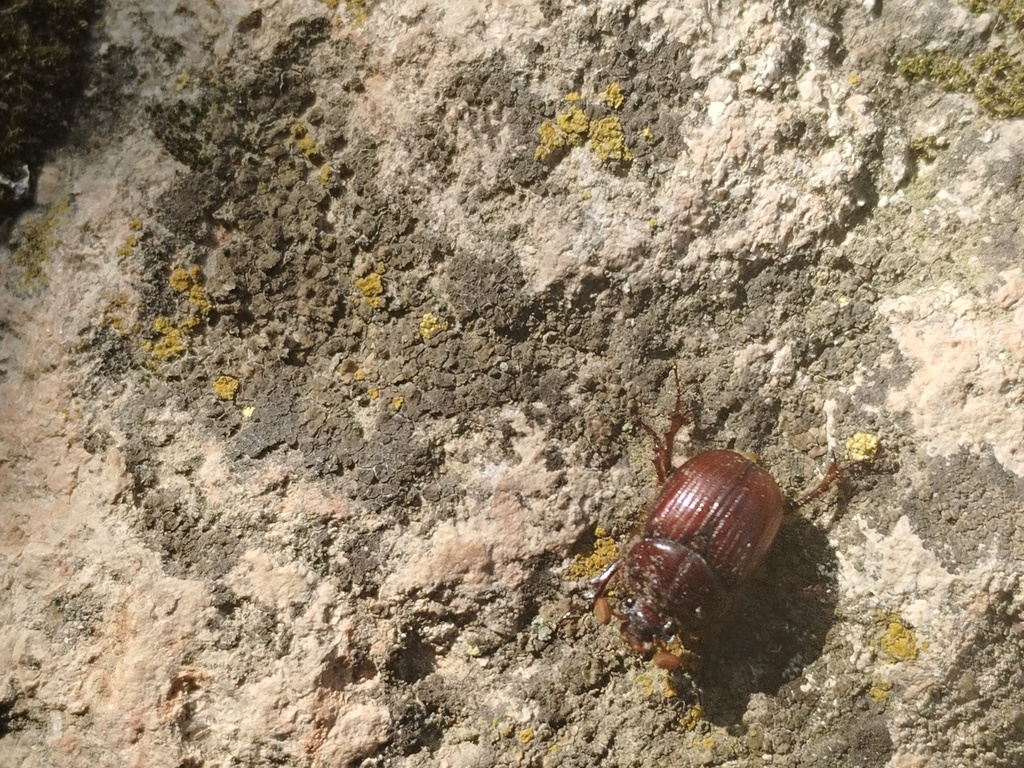 Eucanthus mexicanus