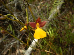 Cyrtochilum aureum