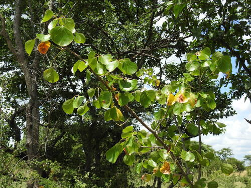 Commiphora mossambicensis (Oliv.) Engl. 4