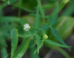 Hydrocotyle geraniifolia