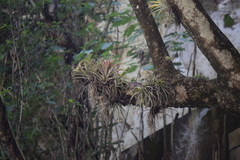 Tillandsia capitata