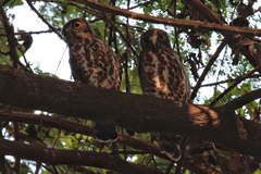 Ninox scutulata