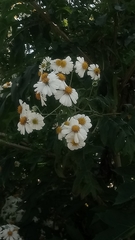 Montanoa bipinnatifida