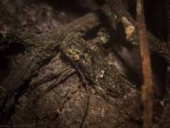 Prosoplus bakewellii