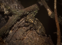 Prosoplus bakewellii