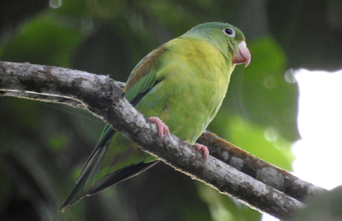 Brotogeris jugularis