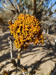 Dufourea flammea