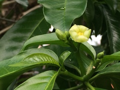Tabernaemontana litoralis