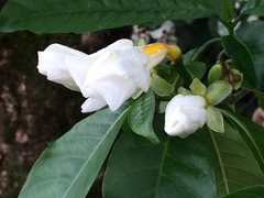 Tabernaemontana litoralis