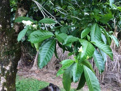 Tabernaemontana litoralis