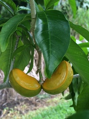 Tabernaemontana litoralis