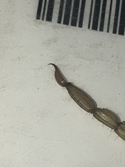 Serradigitus wupatkiensis