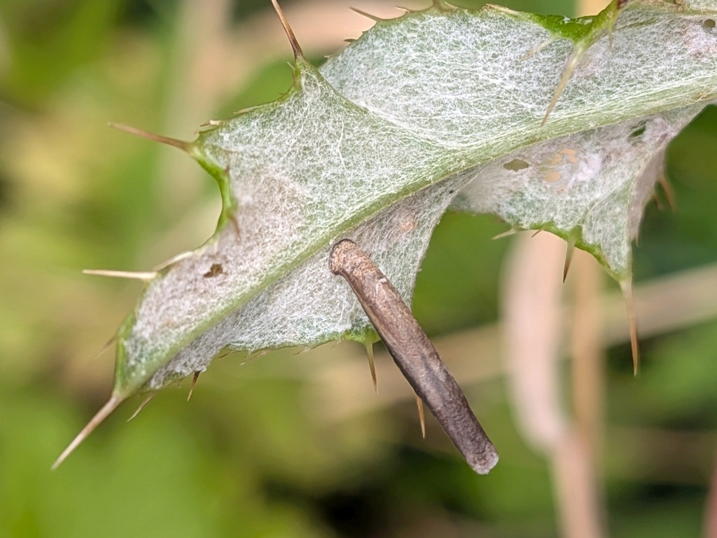 Pale Thistle Case-bearer