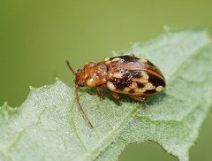 Chalcolampra pustulata