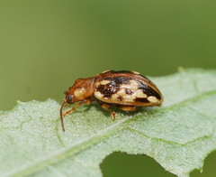 Chalcolampra pustulata