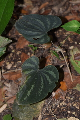 Dioscorea cyanisticta