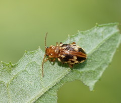 Chalcolampra pustulata