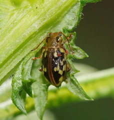 Chalcolampra pustulata