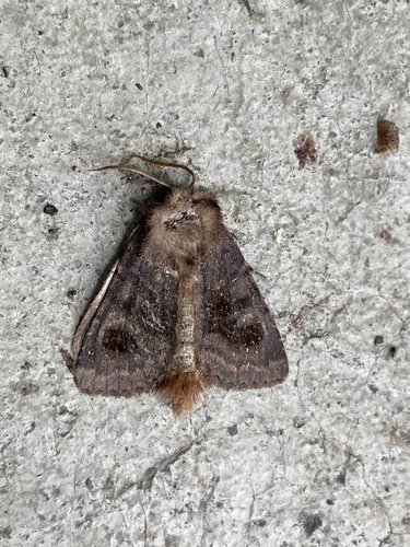 Bronzed Cutworm Moth photo 5