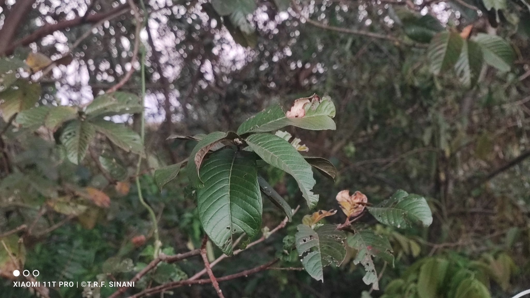 Psidium guajava