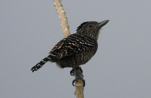 Thamnophilus doliatus