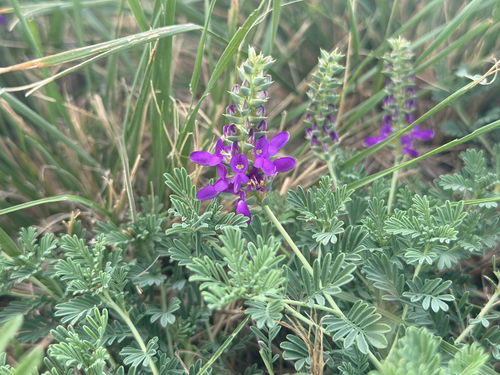 Purple Dalea (Dalea lasiathera)