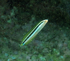 Aspidontus dussumieri