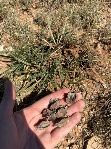 Cory's evening-primrose (Oenothera coryi)