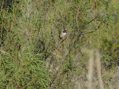 Purnella albifrons