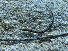 Syngnathinae