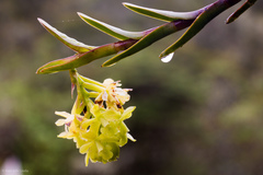 Epidendrum zipaquiranum