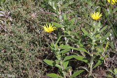 Arctotis scabra
