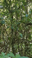 Acanthisitta chloris