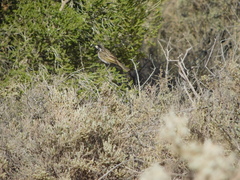 Purnella albifrons