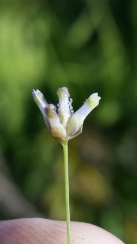 Southern bluethread (Burmannia capitata)